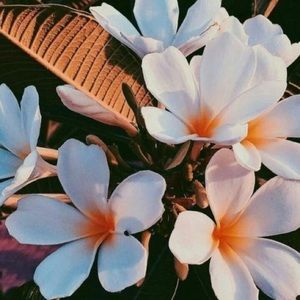 Meet your Posher, Addison